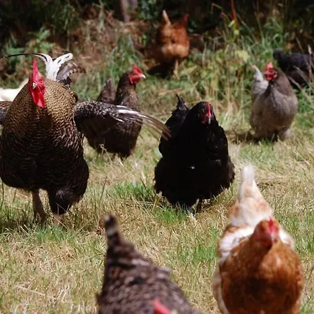 Mews With Garden Views Lägenhet *