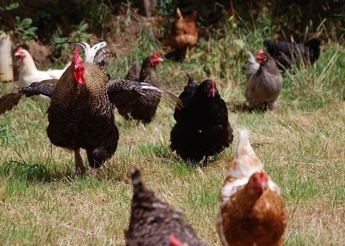 Mews With Garden Views Apartamento *